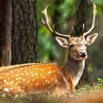 Wild-Life-Tour-In-National-Parks-of-Iran