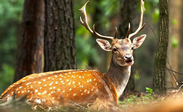 Wild-Life-Tour-In-National-Parks-of-Iran